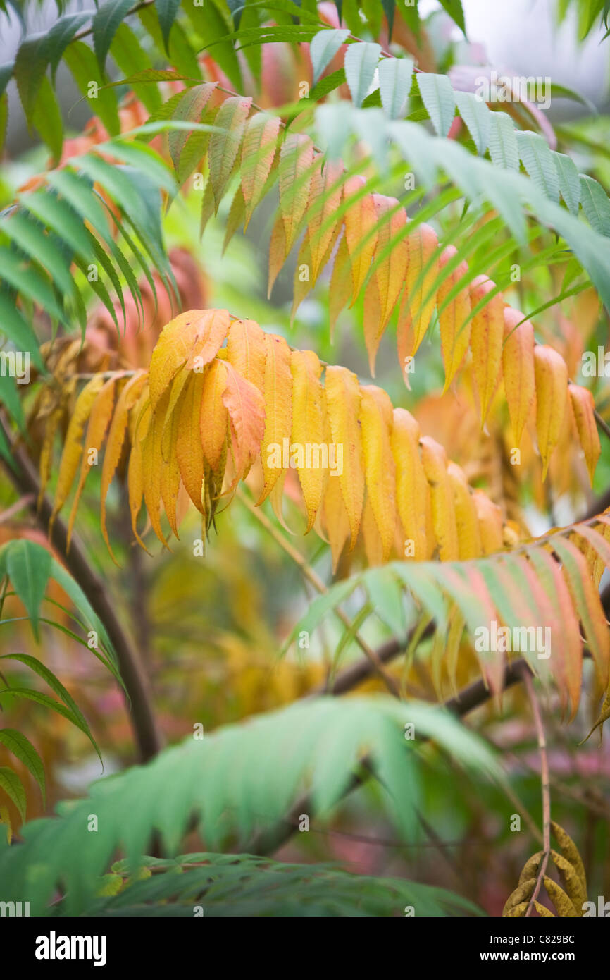 Autumnal Foliage of staghorn sumac, rhus tuphina Stock Photo