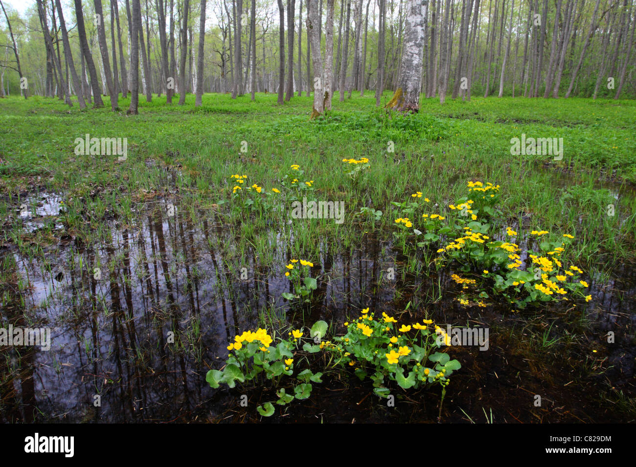 Blooming Yellow Marsh Marigold (Caltha palustris) in Puise forest, Matsalu Nature Park, Estonia Stock Photo