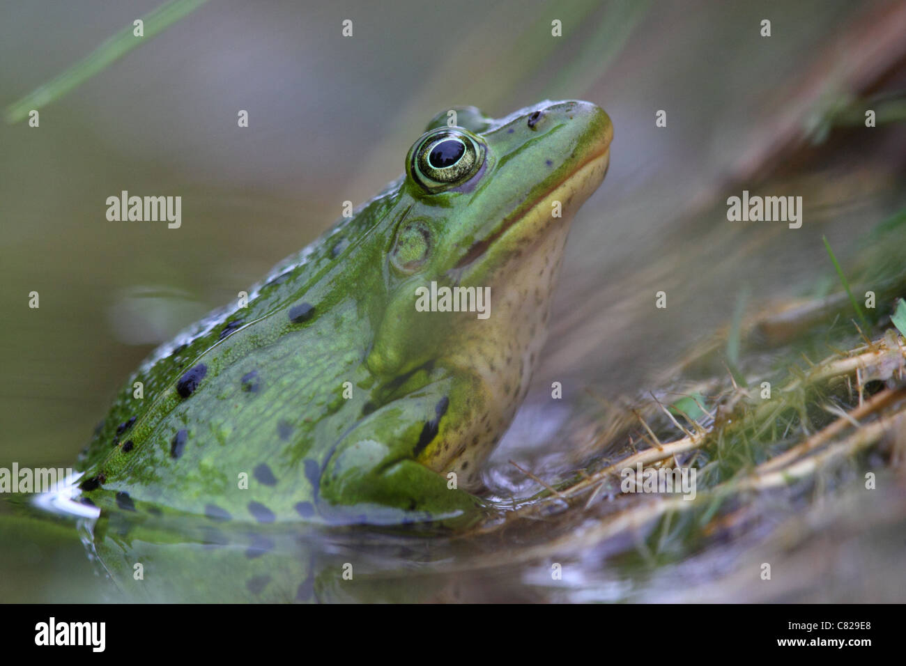 Portrait of Waterfrog (Rana esculenta). Europe Stock Photo