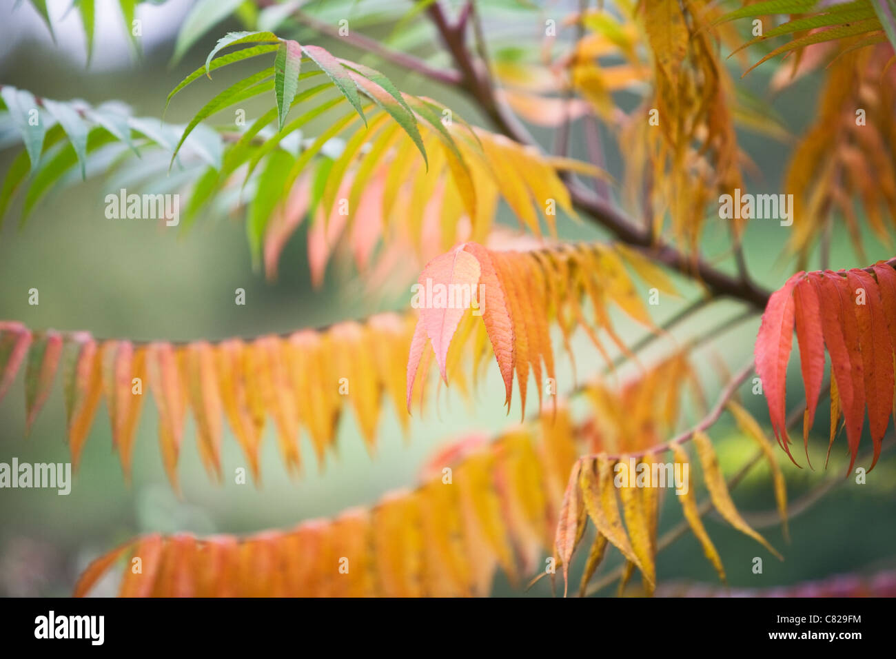 Autumnal Foliage of staghorn sumac, rhus tuphina Stock Photo
