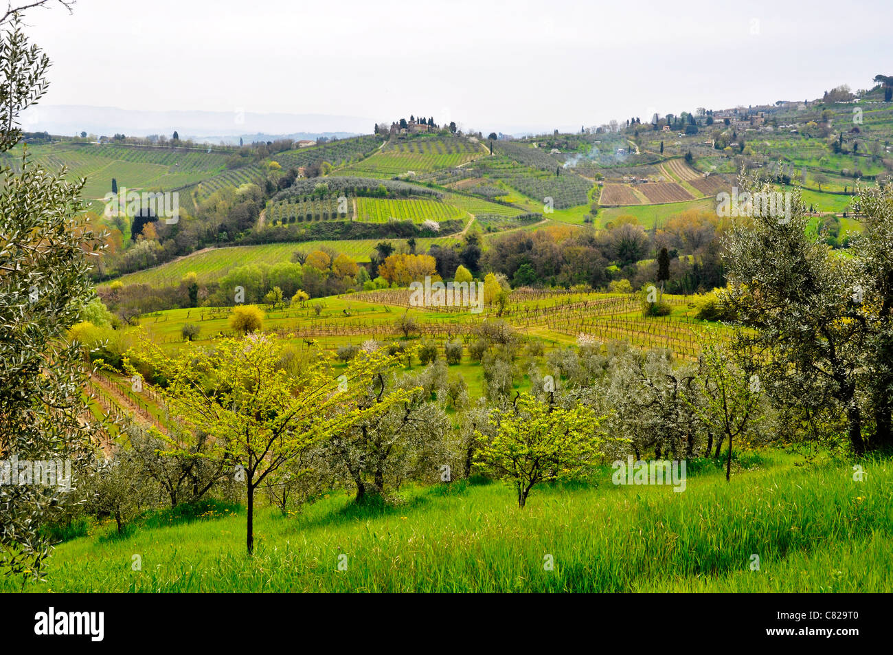 Typical Tuscany landscape in spring, Italy Stock Photo