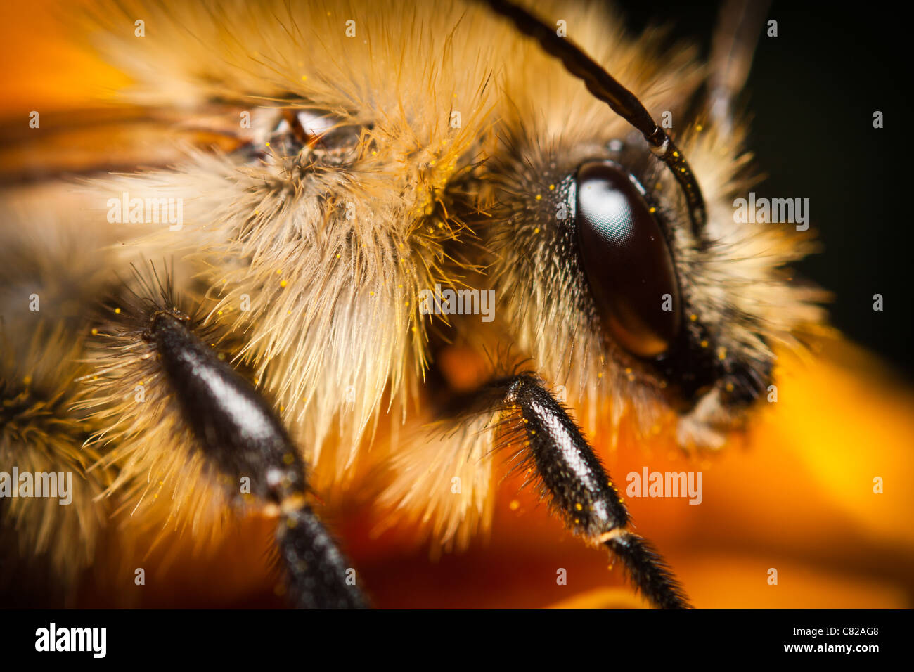 A honey bee. Stock Photo
