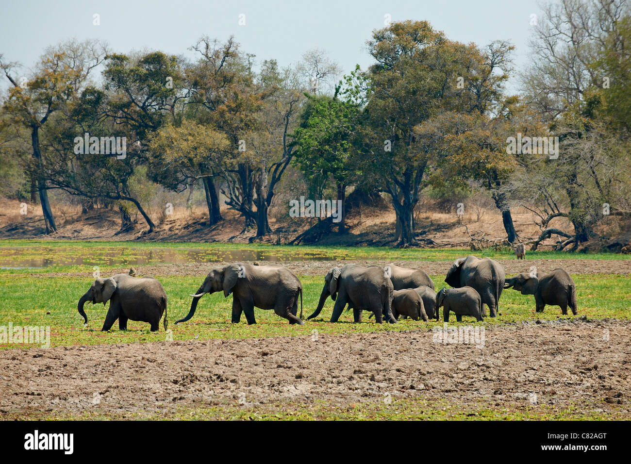 herd of African Bush Elephant, Loxodonta africana, South Luangwa