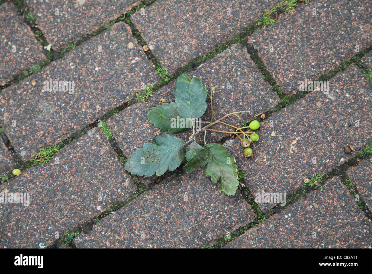 Naturpflaster, Nature cobblestone Stock Photo