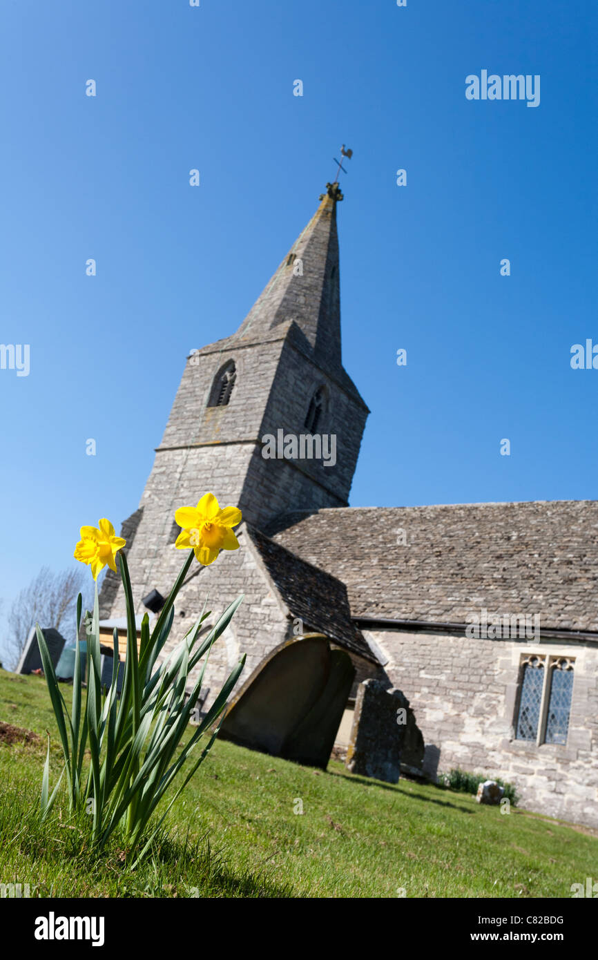 Springtime Daffodils at St Margaret's church, Corse, Gloucestershire, England, UK Stock Photo