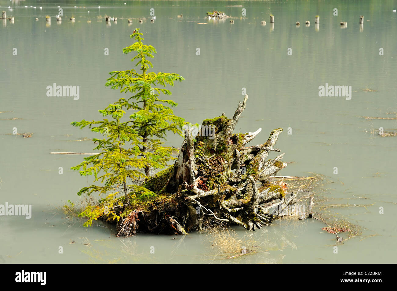 Evergreen trees growing on a dead tree stump in the tidal channel of the Portland Canal at Stewart British Columbia Canada. Stock Photo