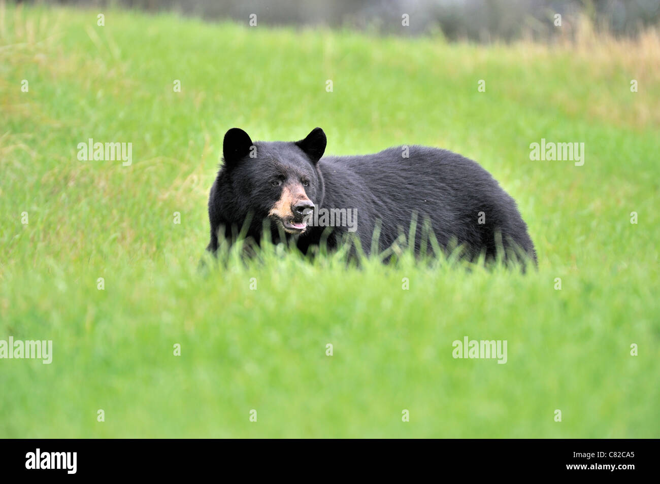 A side view of an adult black bear in a green grass meadow. Stock Photo