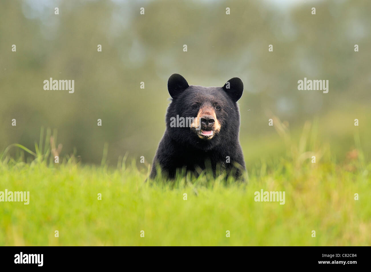 A wild adult black bear looking frontward over the tall grass Stock Photo