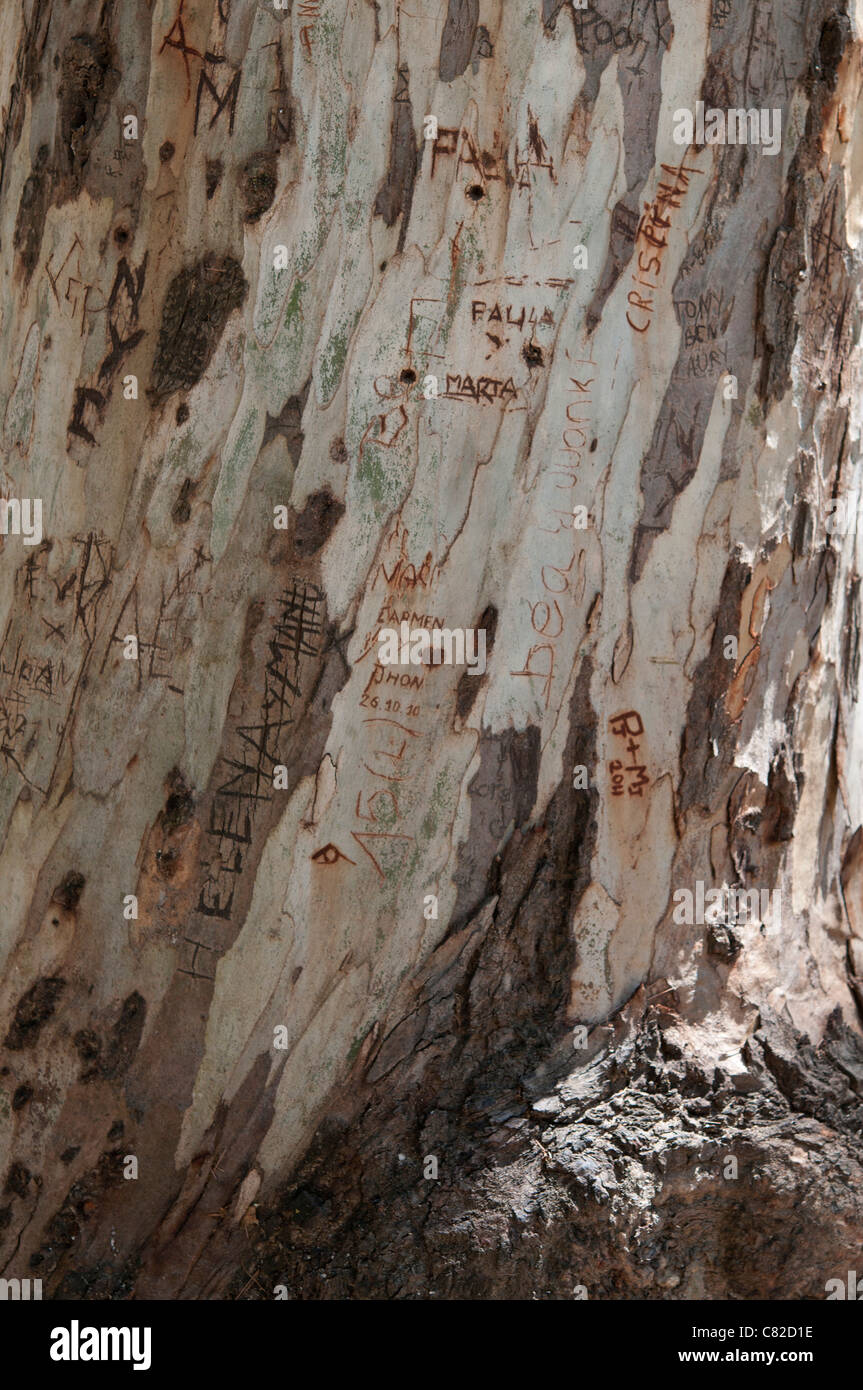 Old Tree Names Carvings of names and messages on an old tree Stock Photo - Alamy
