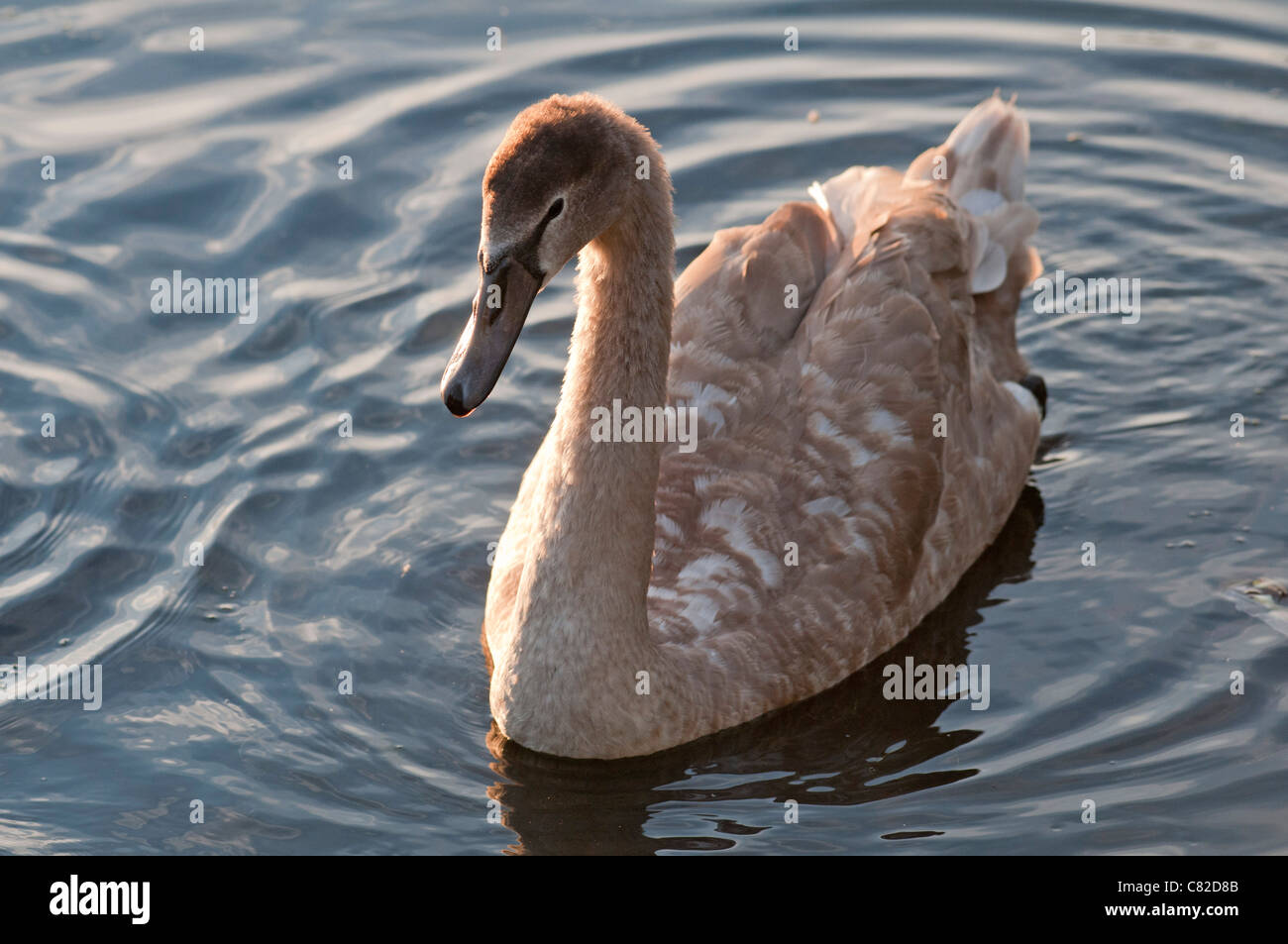 6 month old mute swan cygnet on a pond in Loughborough, Leicestershire, England, UK Stock Photo