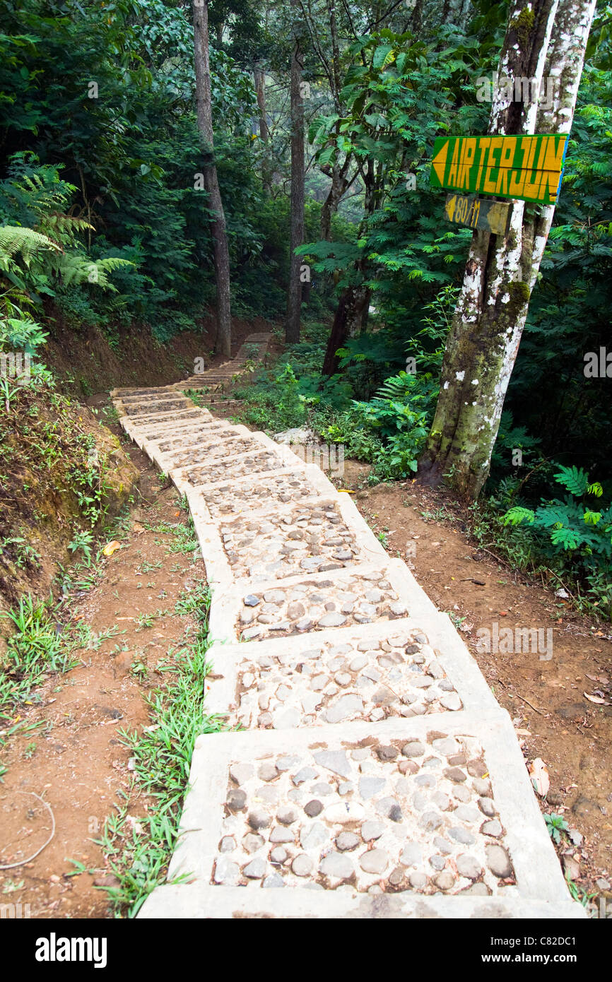 Tree canopy dirt road hi-res stock photography and images - Alamy