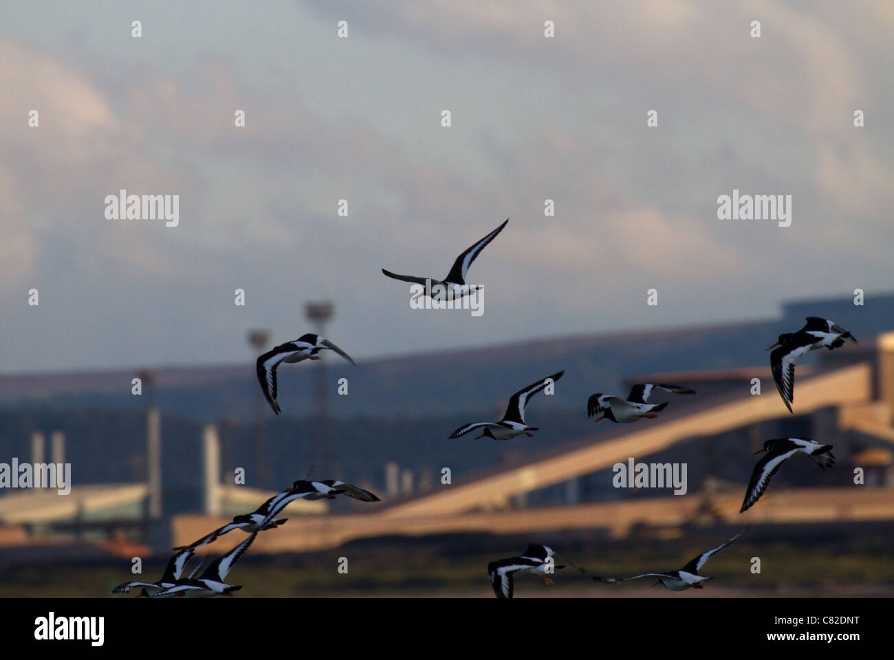 Oystercatchers and industry Stock Photo