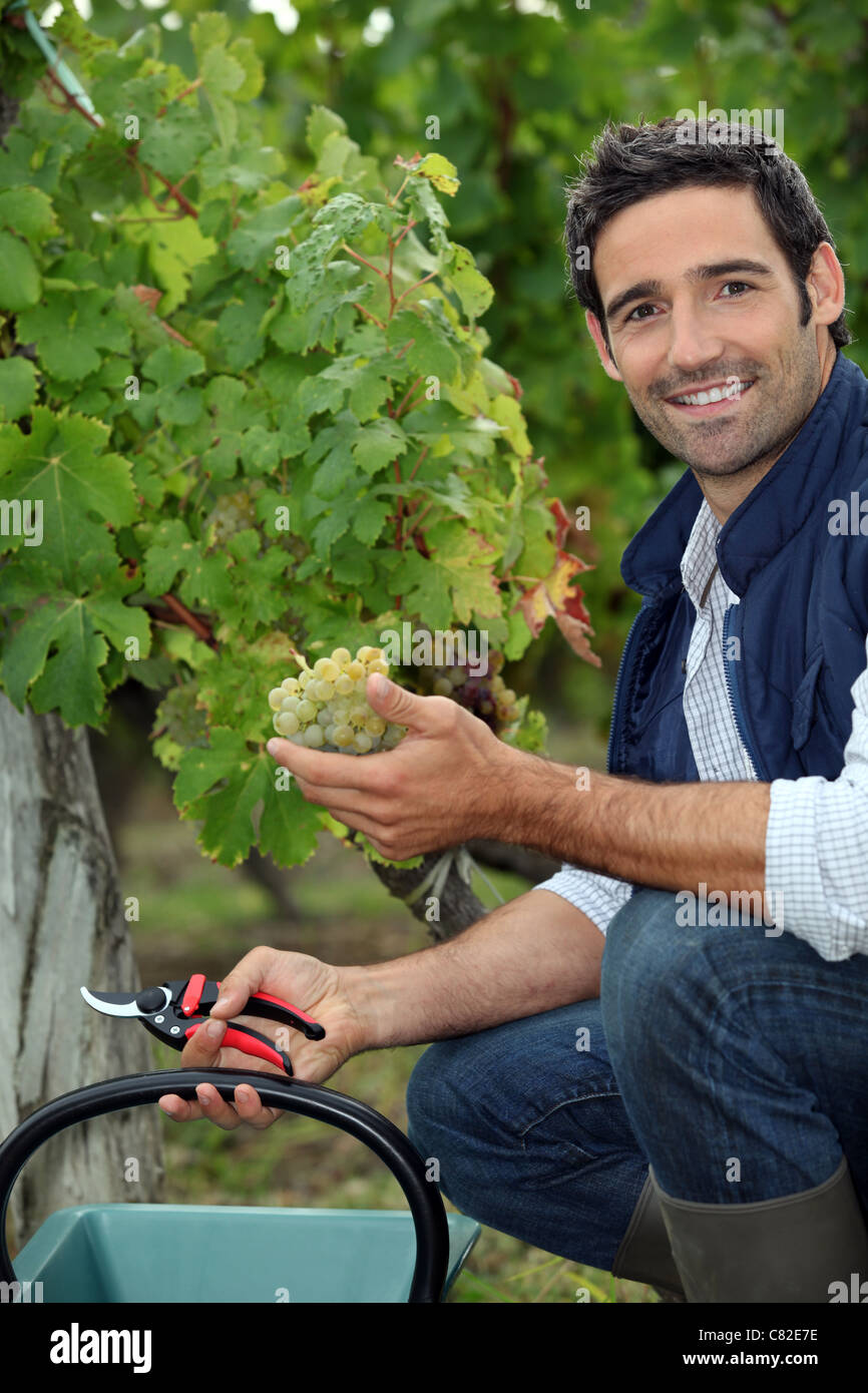 Man picking grapes during the grape harvest Stock Photo