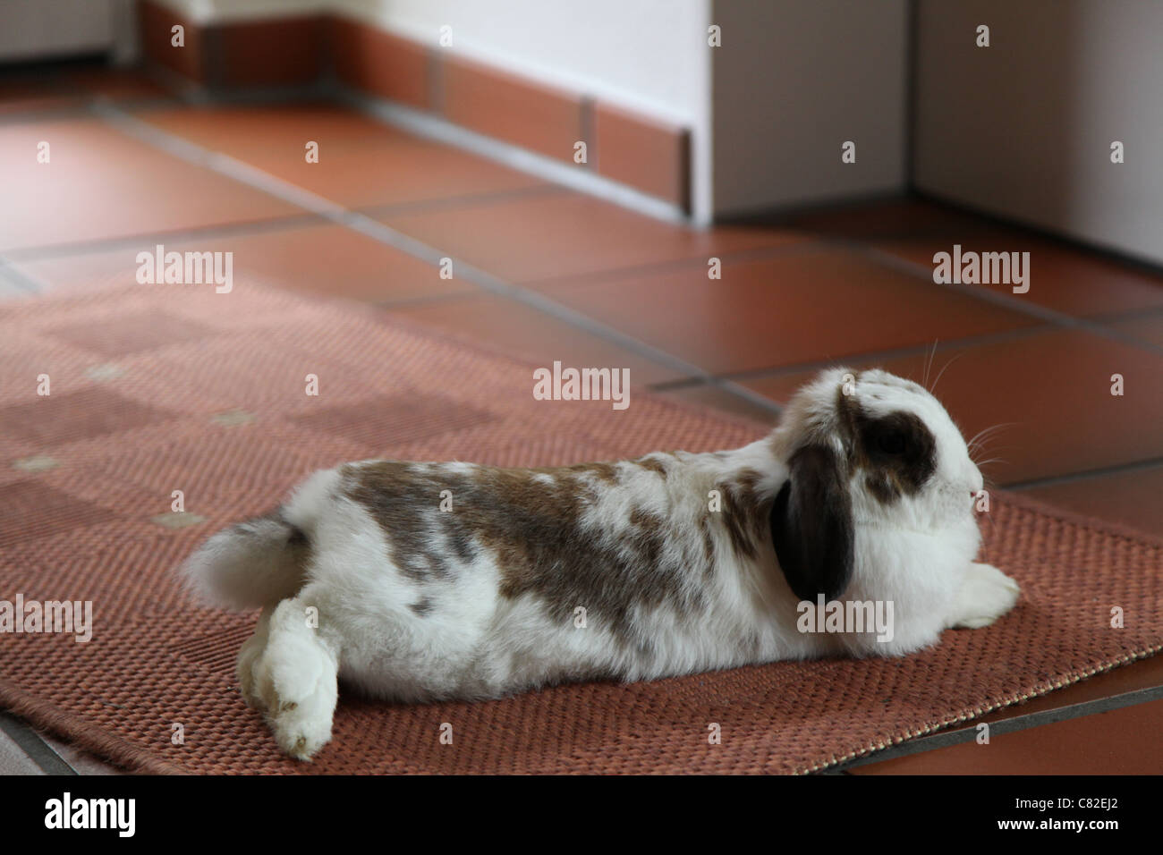Ruhender Hase,Lazy Rabbit Stock Photo