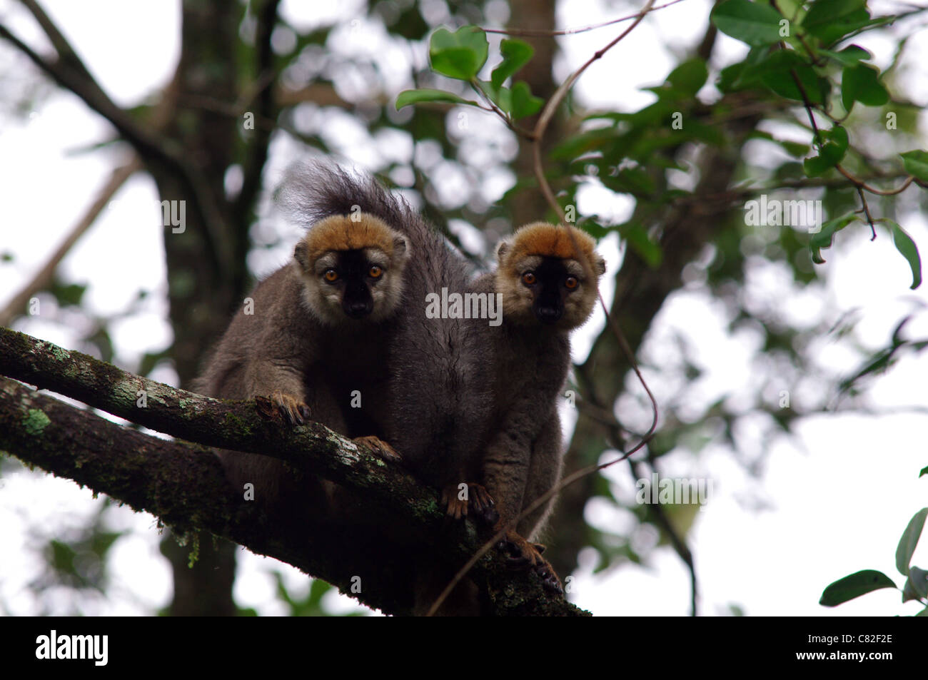 Young lemurs sitting in a treetop Stock Photo