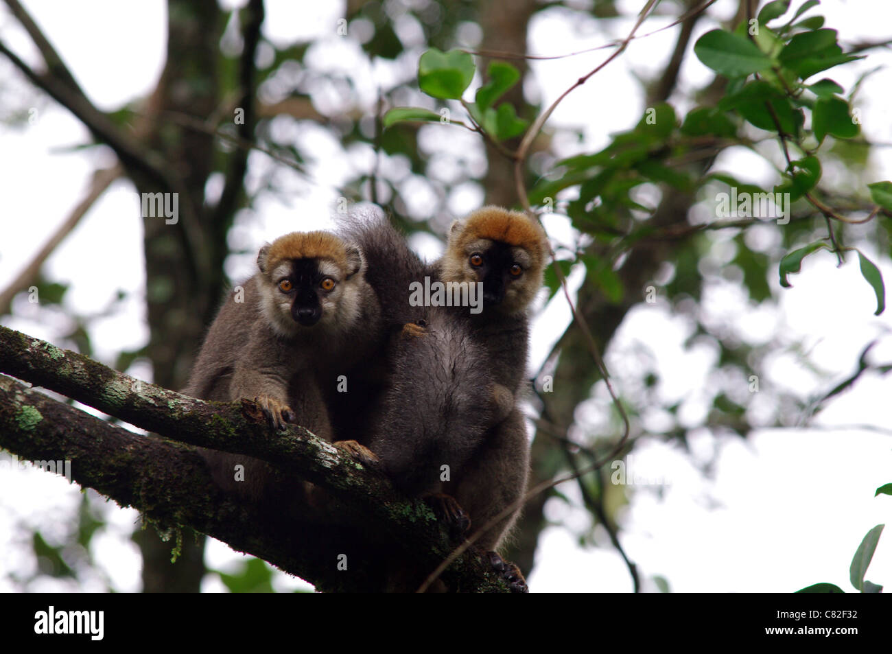 Young lemurs sitting in a treetop Stock Photo