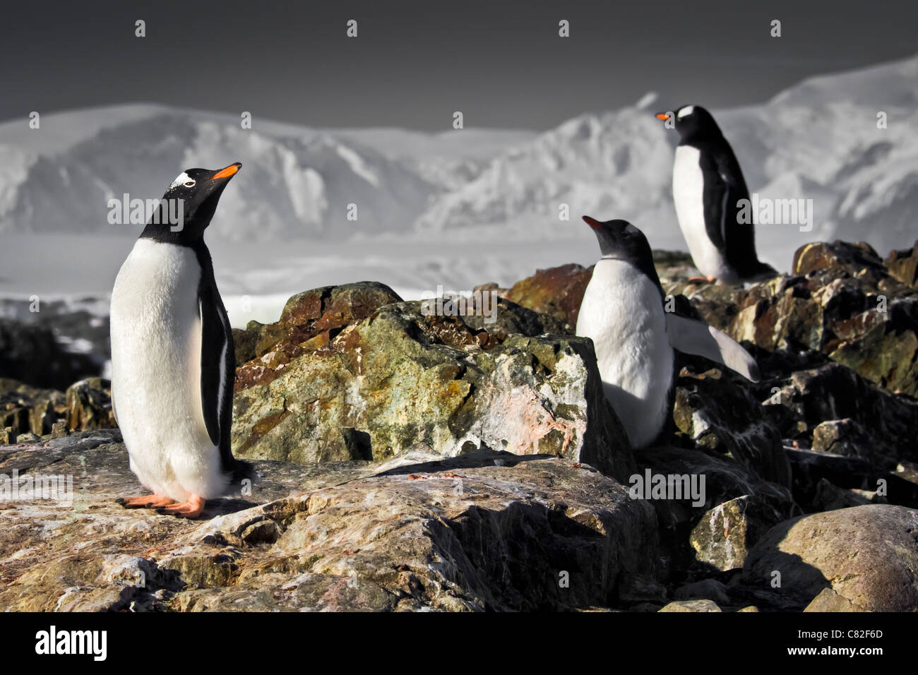 Three penguins dreaming sitting on a rock, mountains in the background ...
