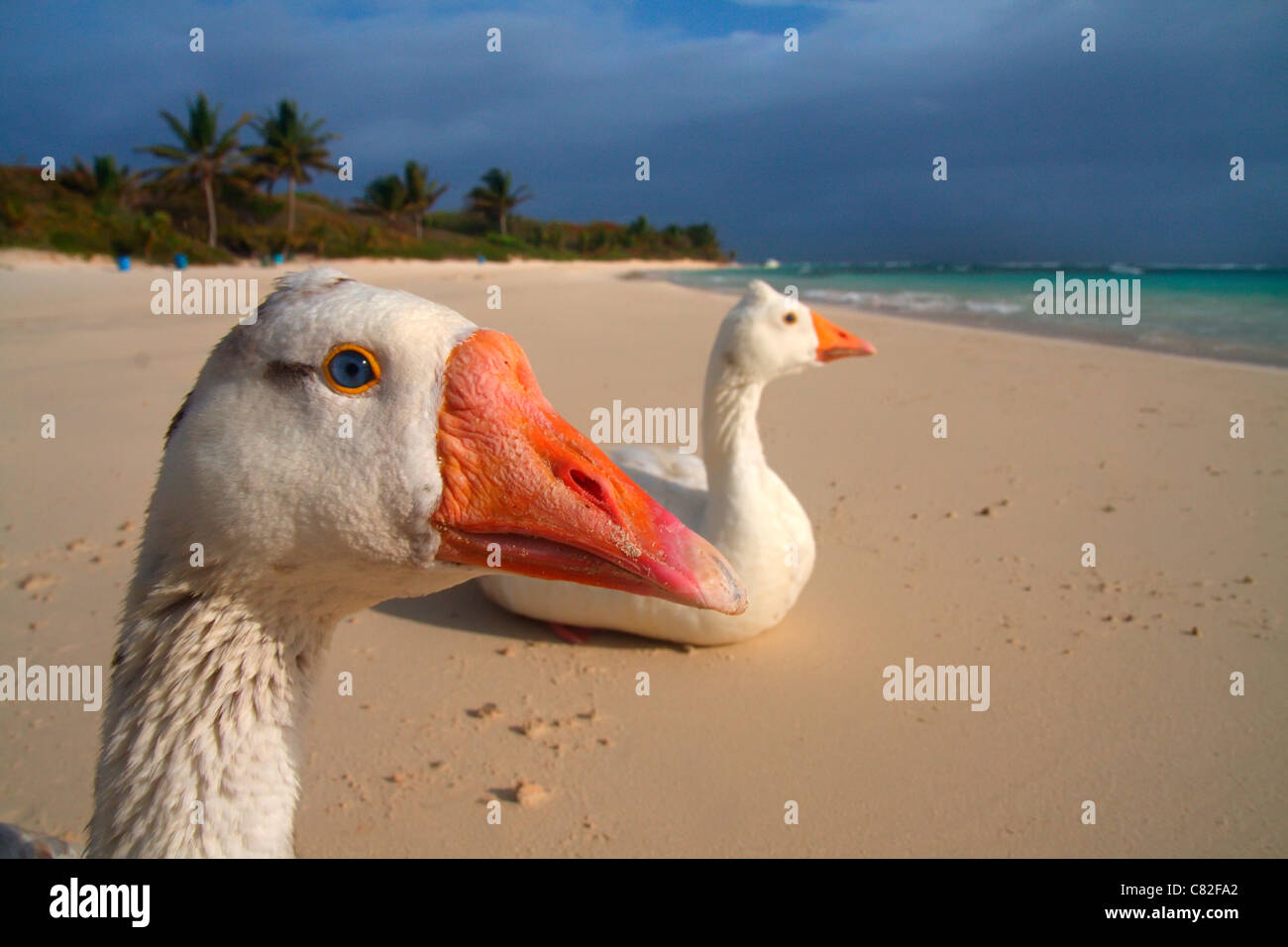 Wild ducks in the flamingo beach in Culebra island, Puerto Rico. Stock Photo