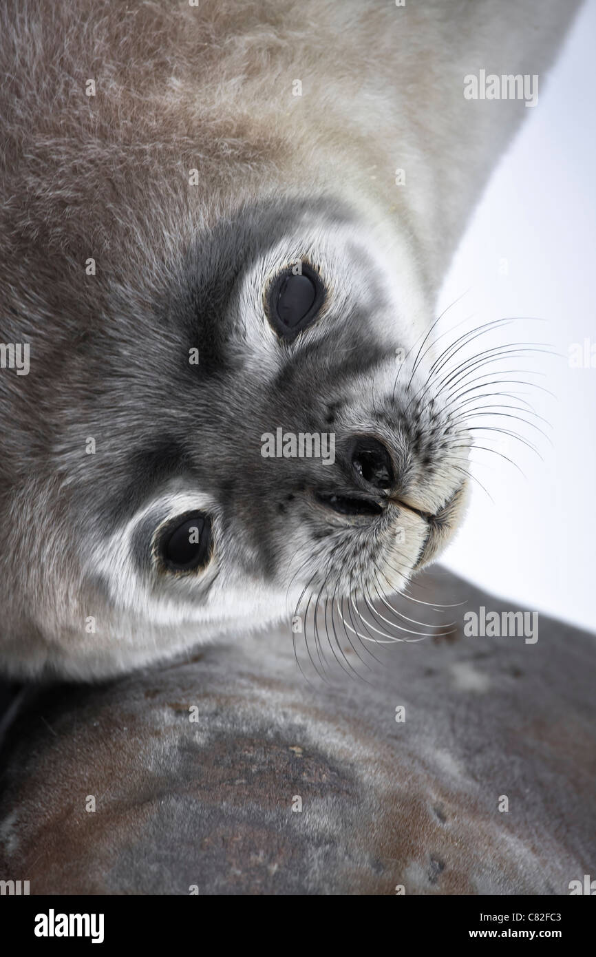 Baby seal close to mom. Antarctica Stock Photo - Alamy