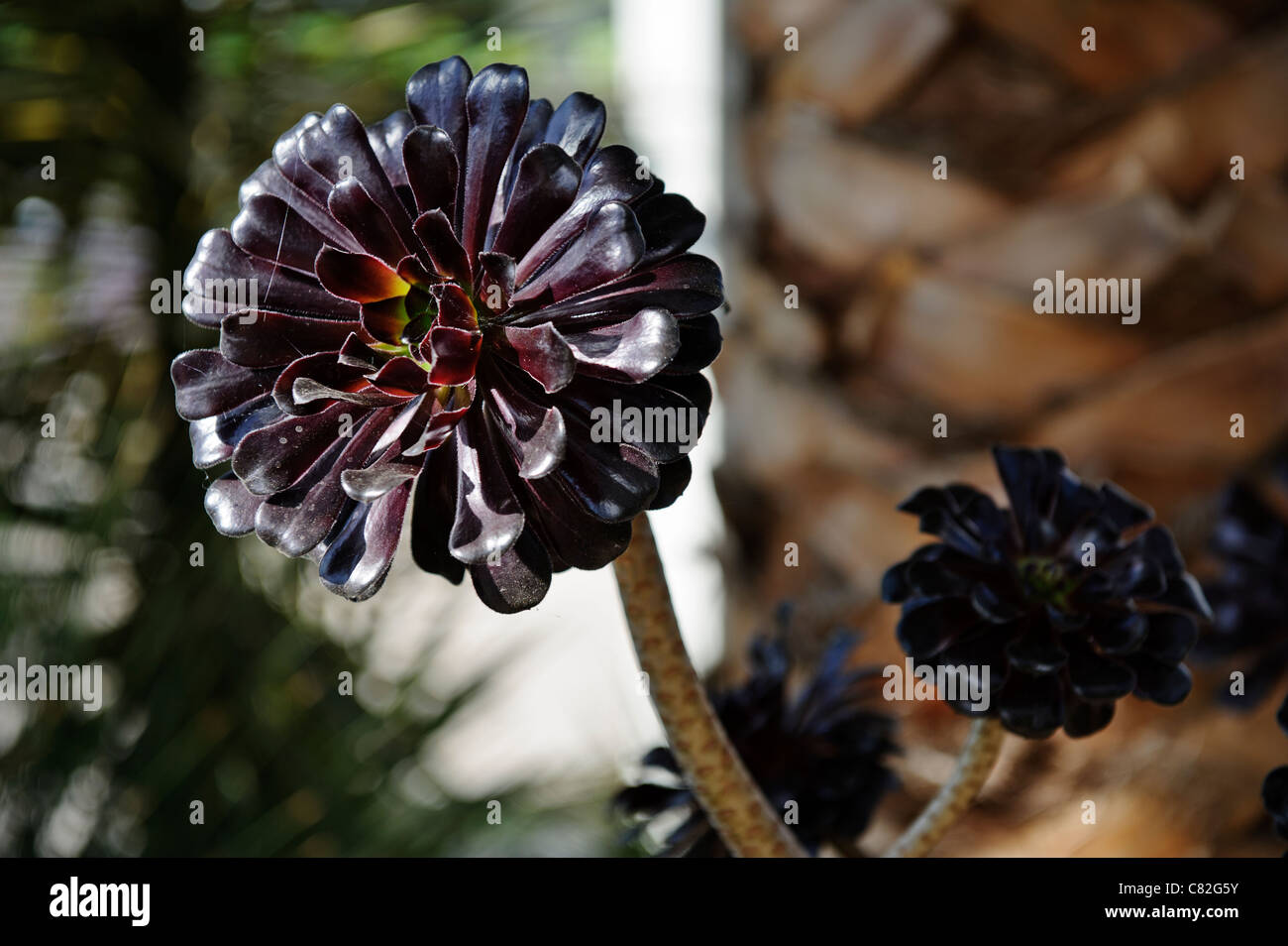 Aeonium Arboreum Plant Stock Photo