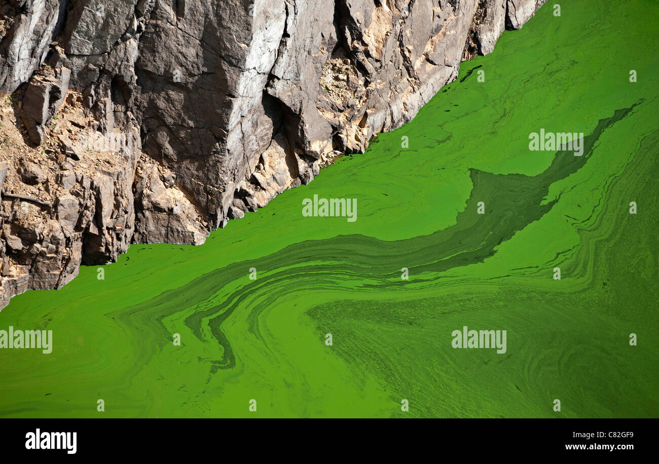 Cyanobacteria or 'blue-green' algae, which develop at the surface of a slow flow river, in the Summer (Puy-de-Dôme - France). Stock Photo