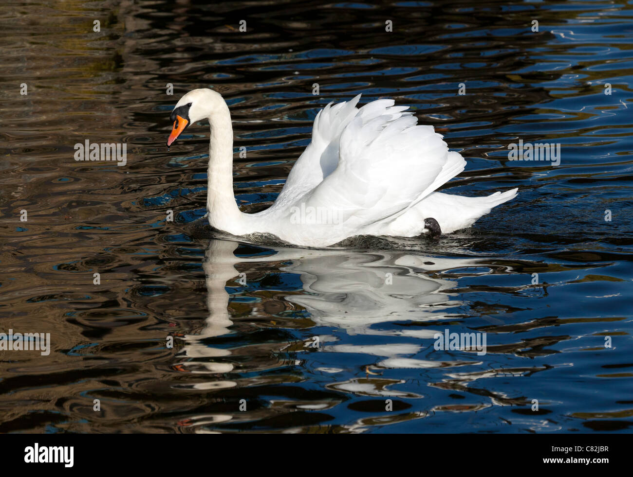 swan on the Great Ouse river at Ely, UK Stock Photo