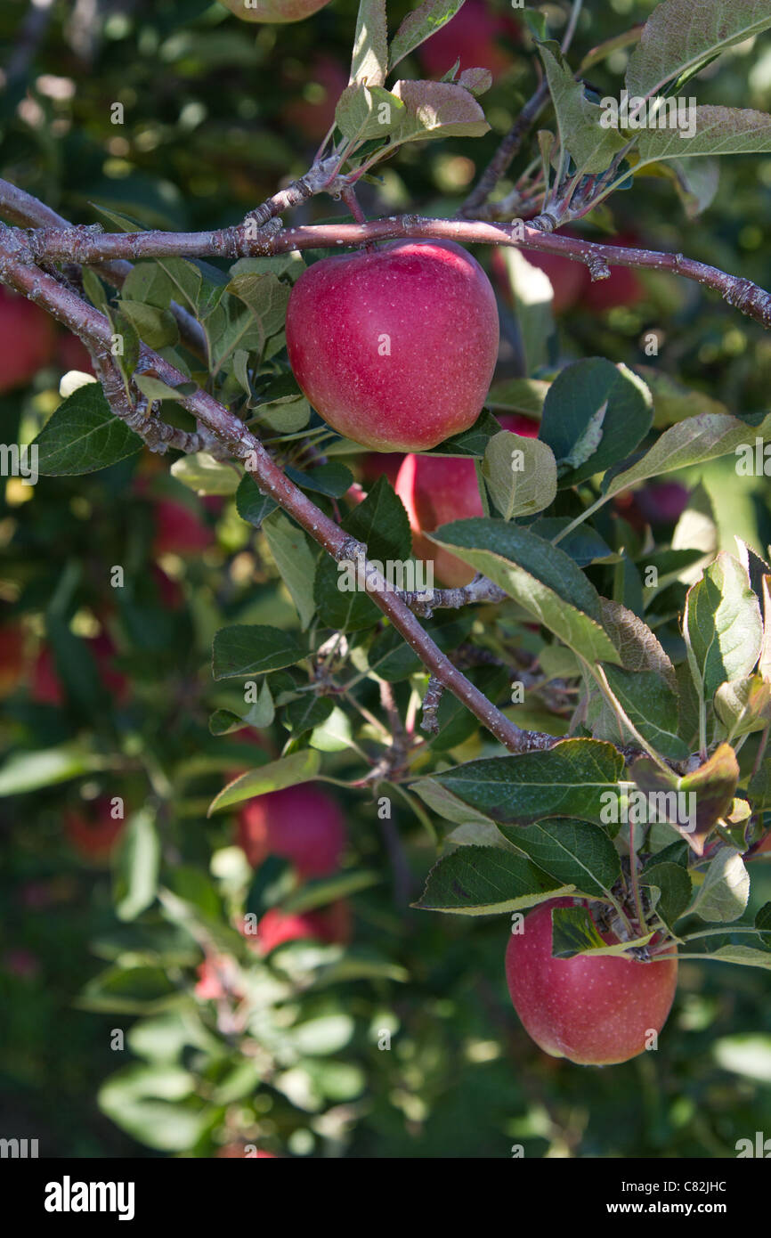Apple tree hi-res stock photography and images - Alamy