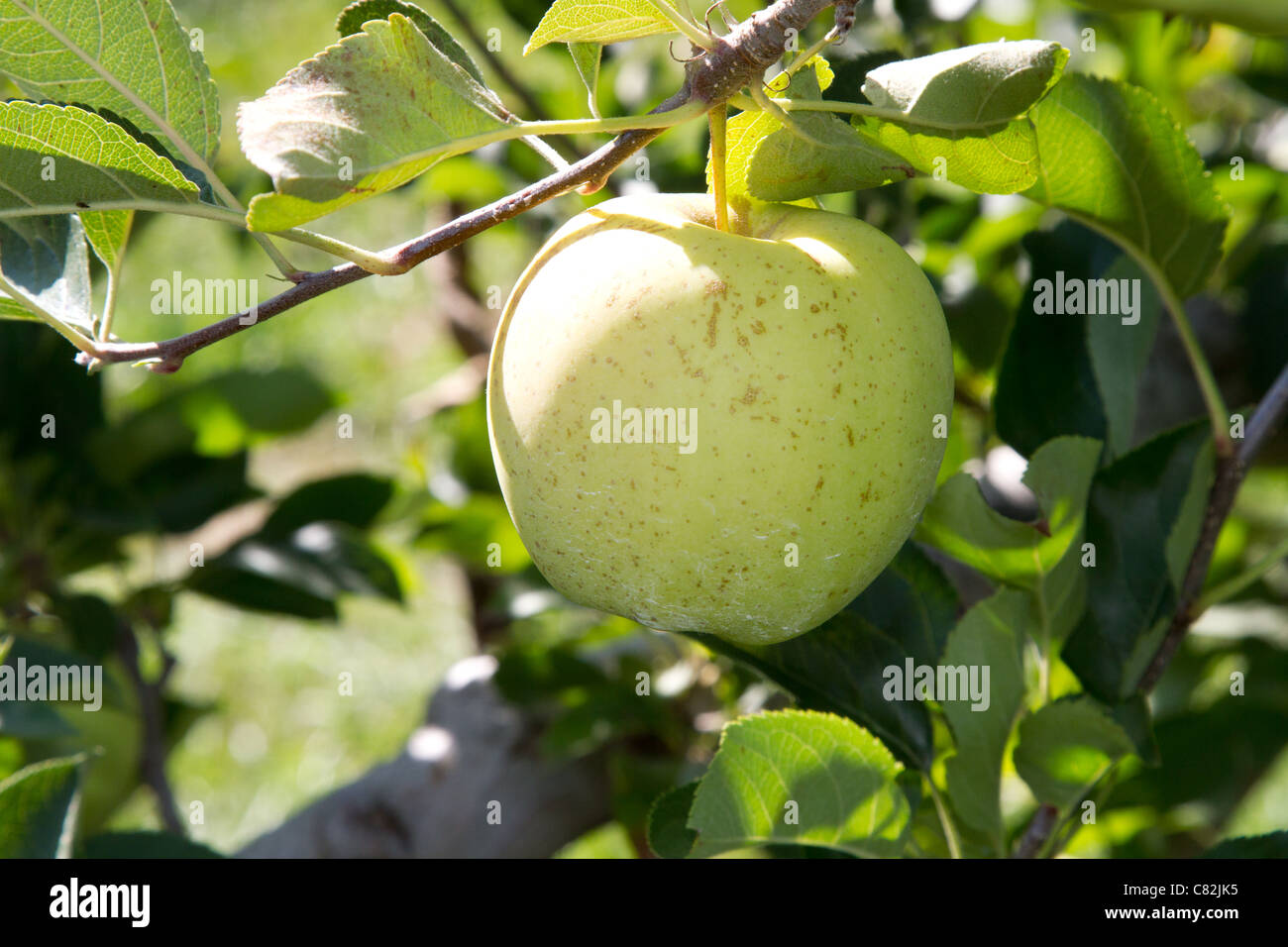 golden delicious apple Stock Photo