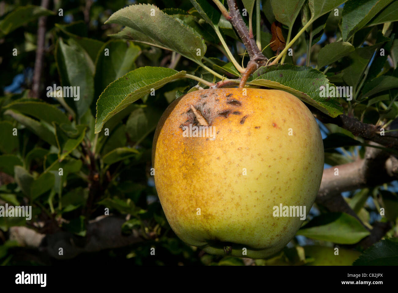 golden delicious apple Stock Photo