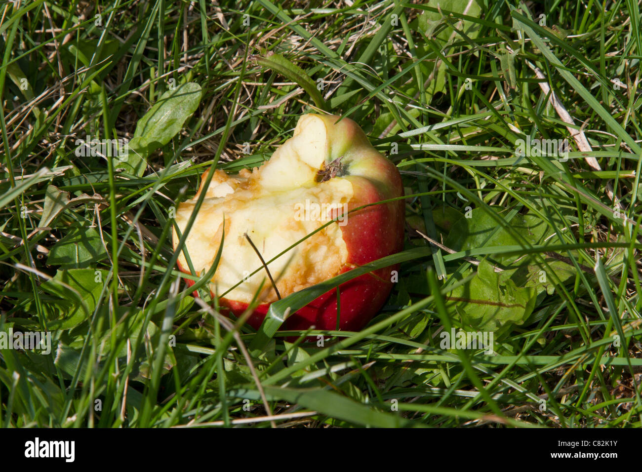 half eaten apple rotten Stock Photo