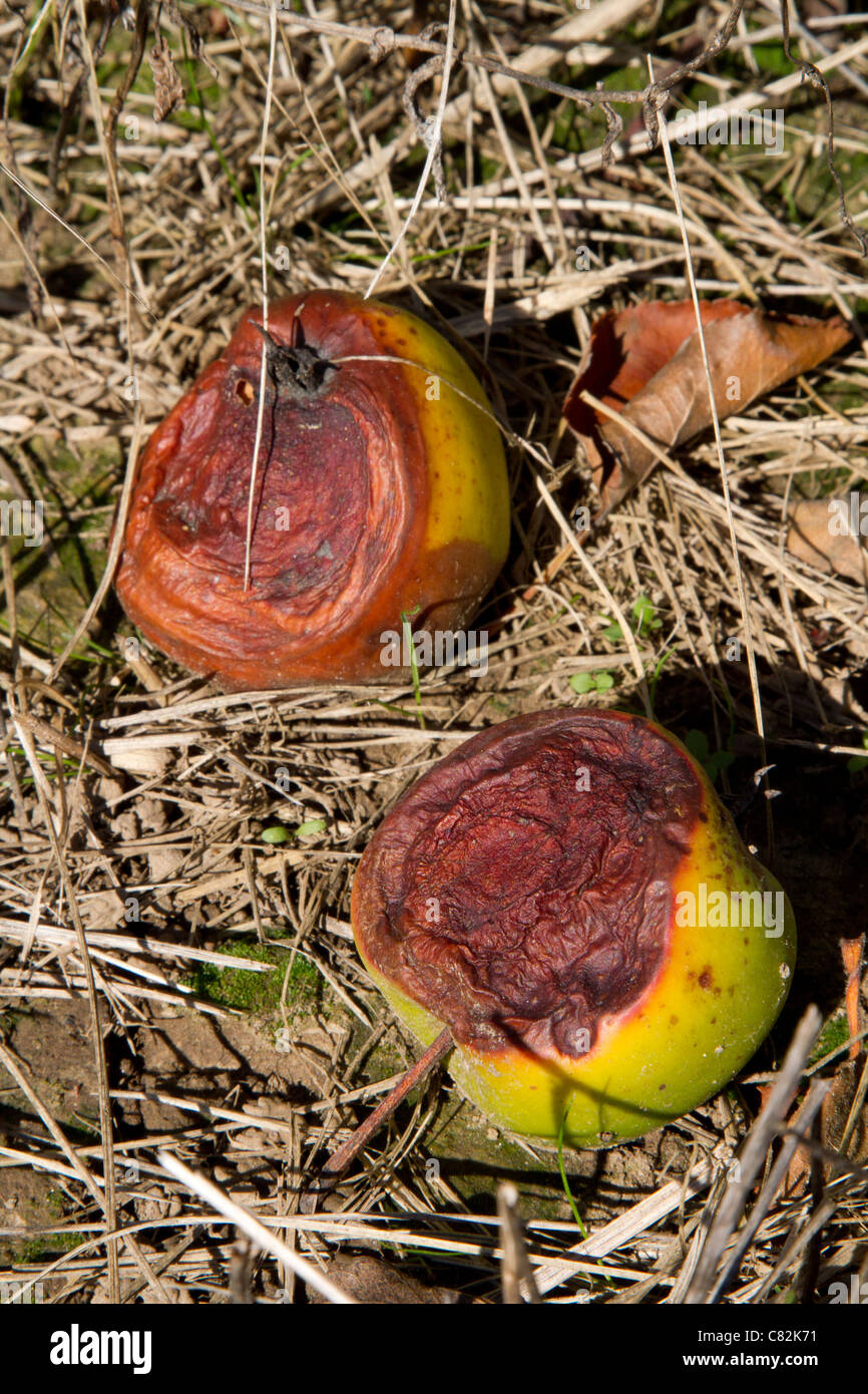 rotten apples bad apple Stock Photo Alamy