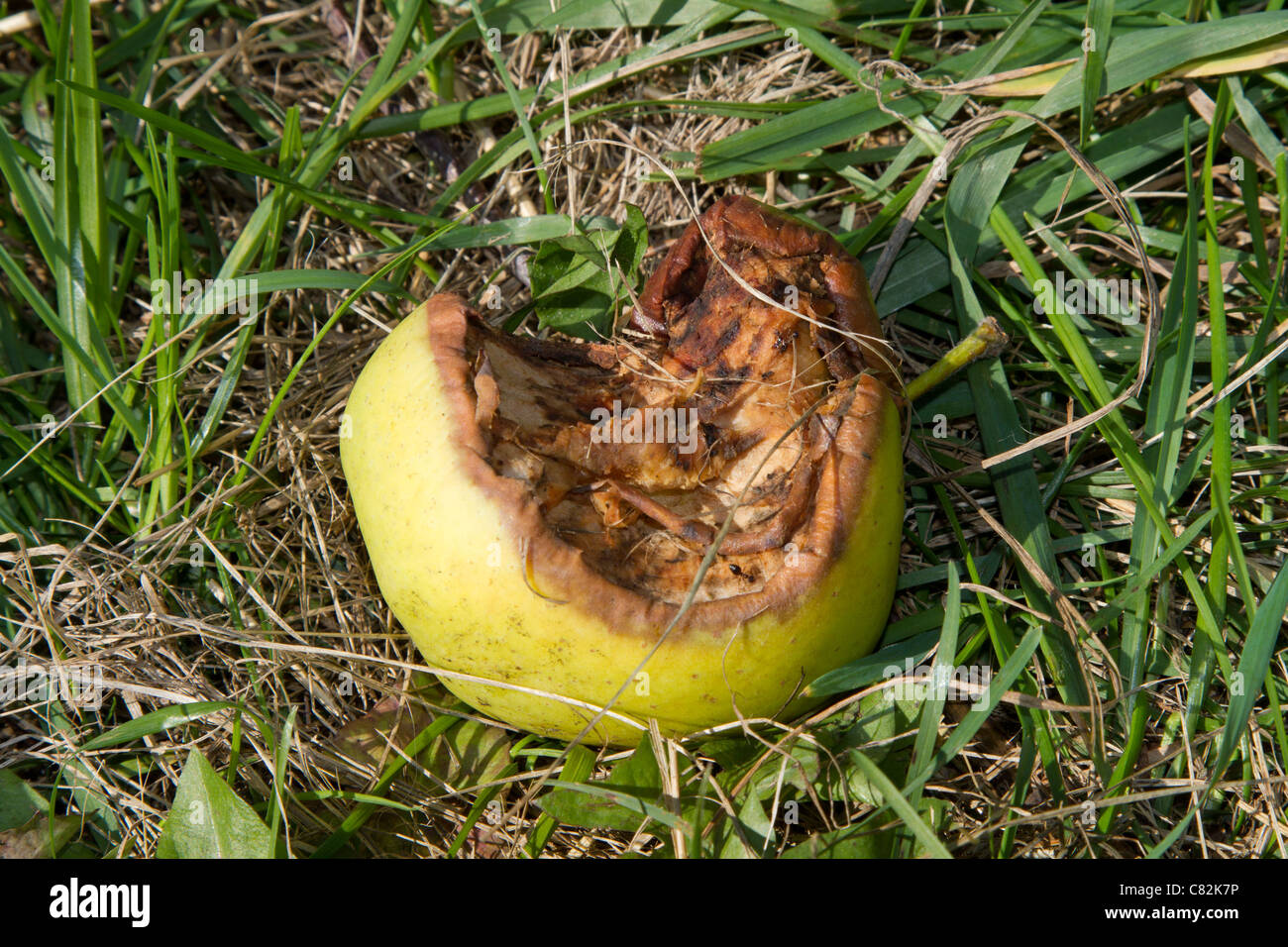 Rotten Apple Images – Browse 13,475 Stock Photos, Vectors, and Video