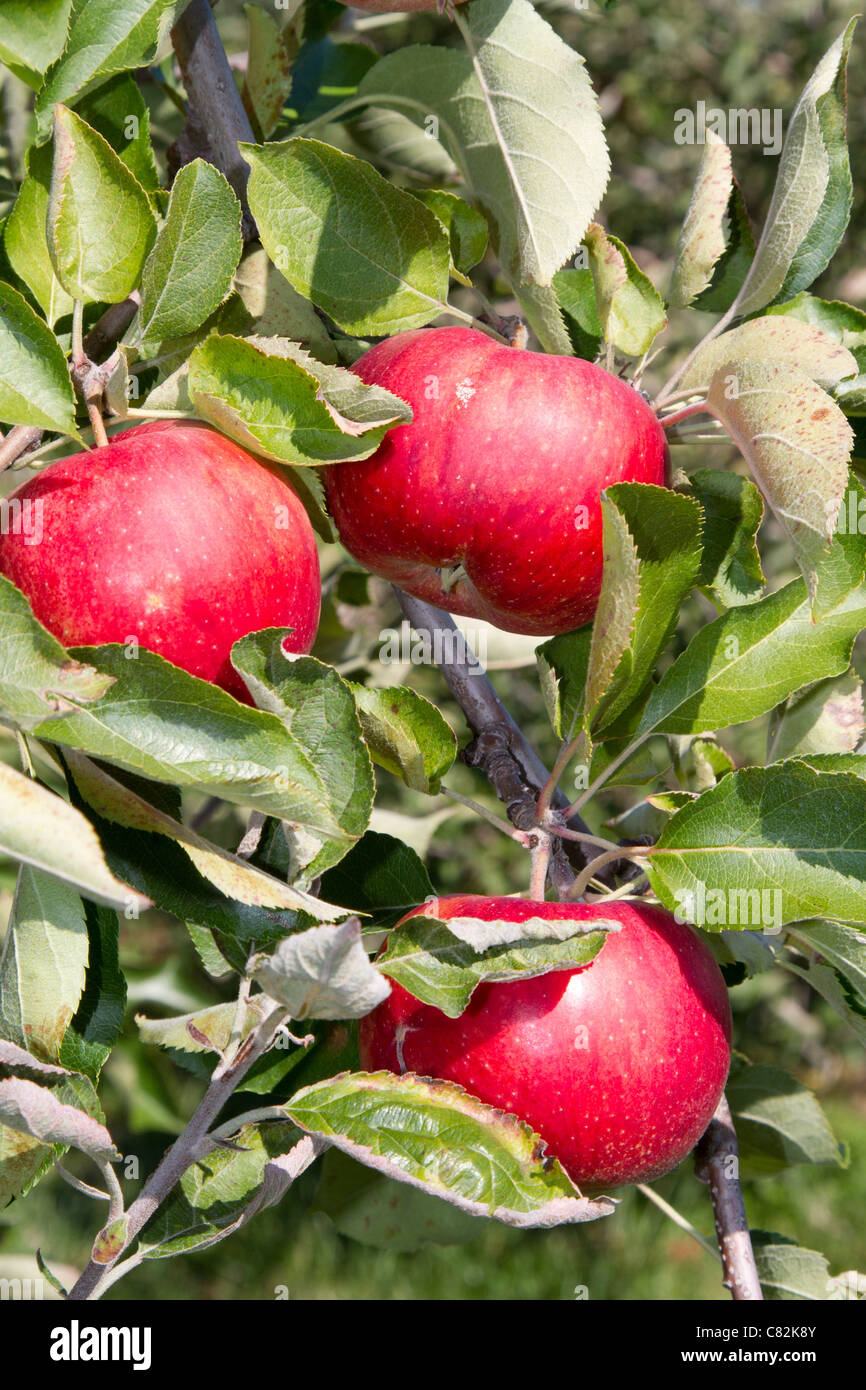apple orchard trees fall Stock Photo