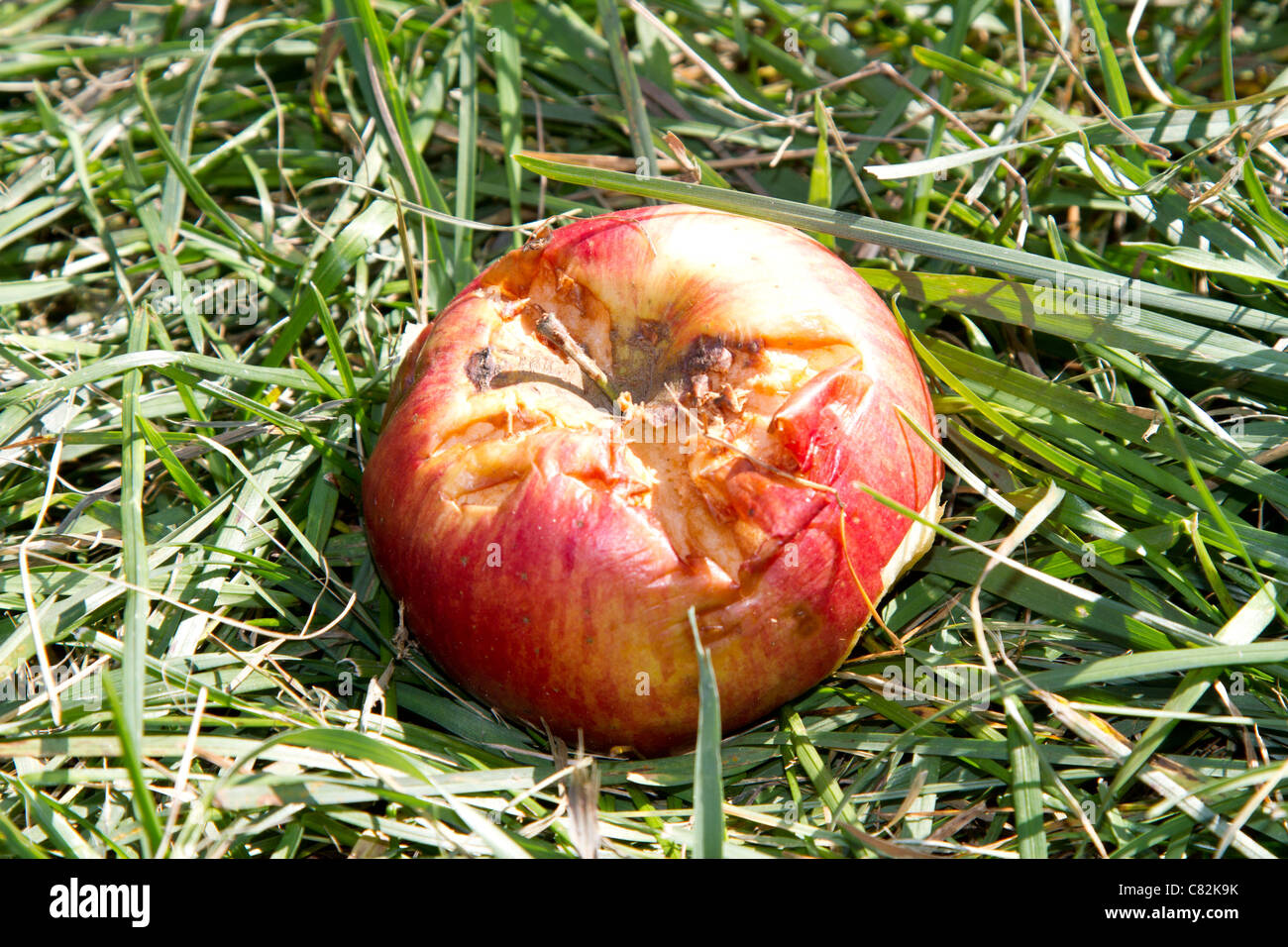 File:Rotten Mango Apple.jpg - Wikimedia Commons