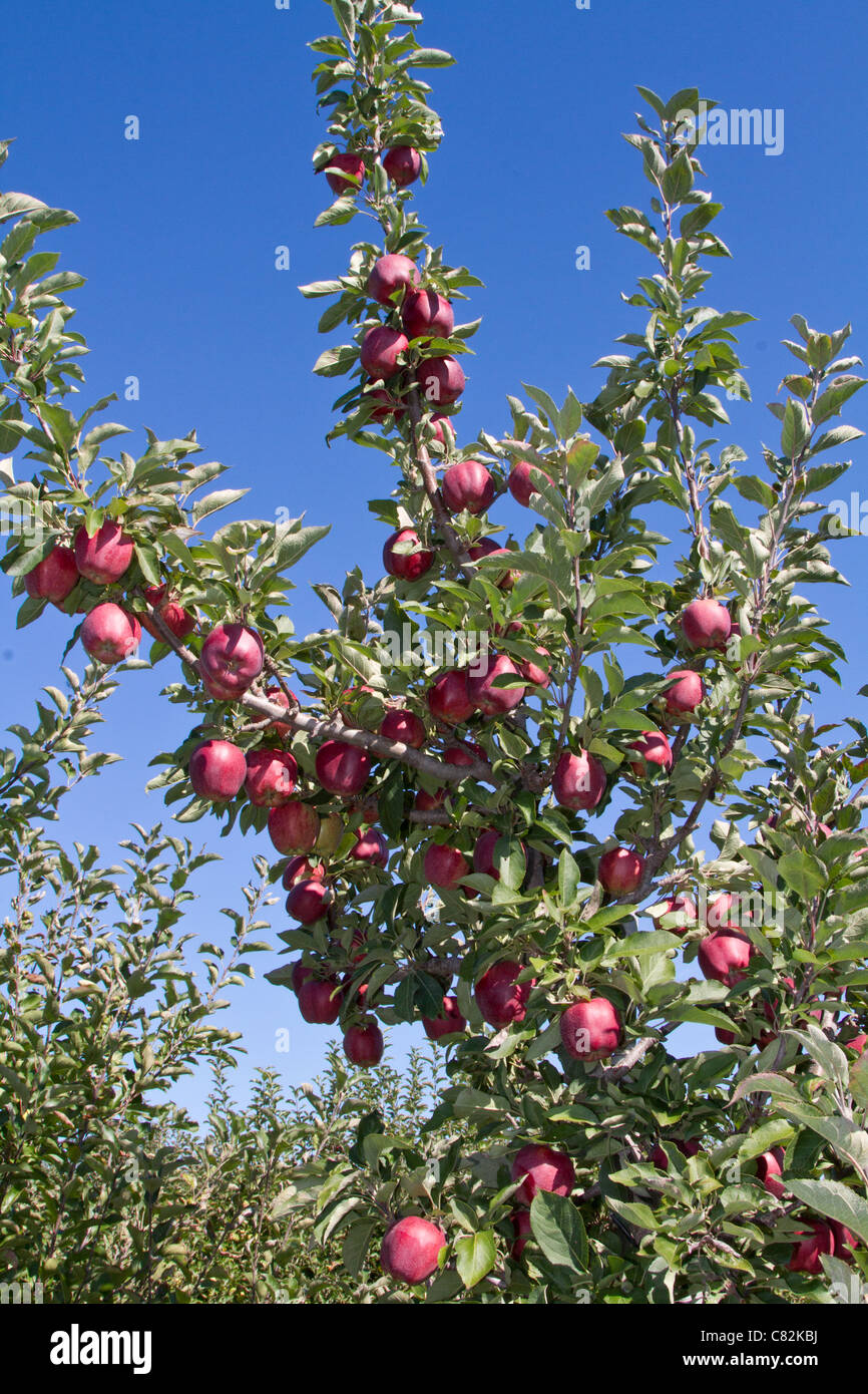 apple orchard fruit farm harvest blossom grove Stock Photo