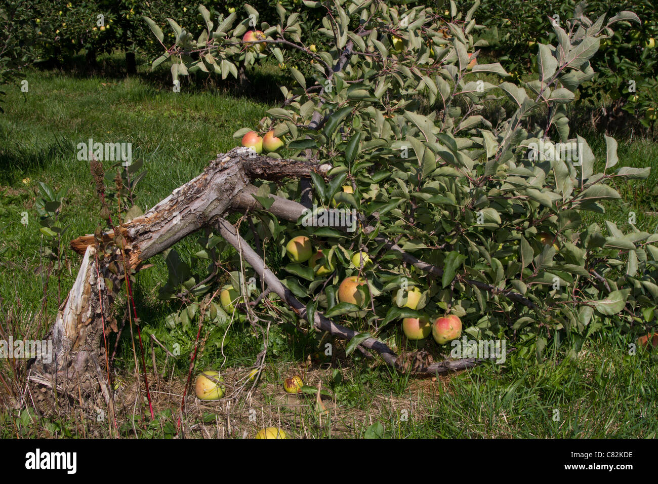 broken apple tree Stock Photo