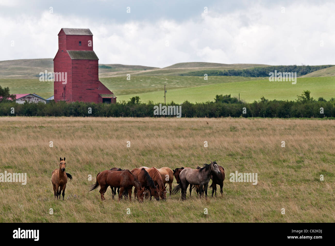 Several horses graze in a farm field near Baldwinton, Saskatchewan. Stock Photo