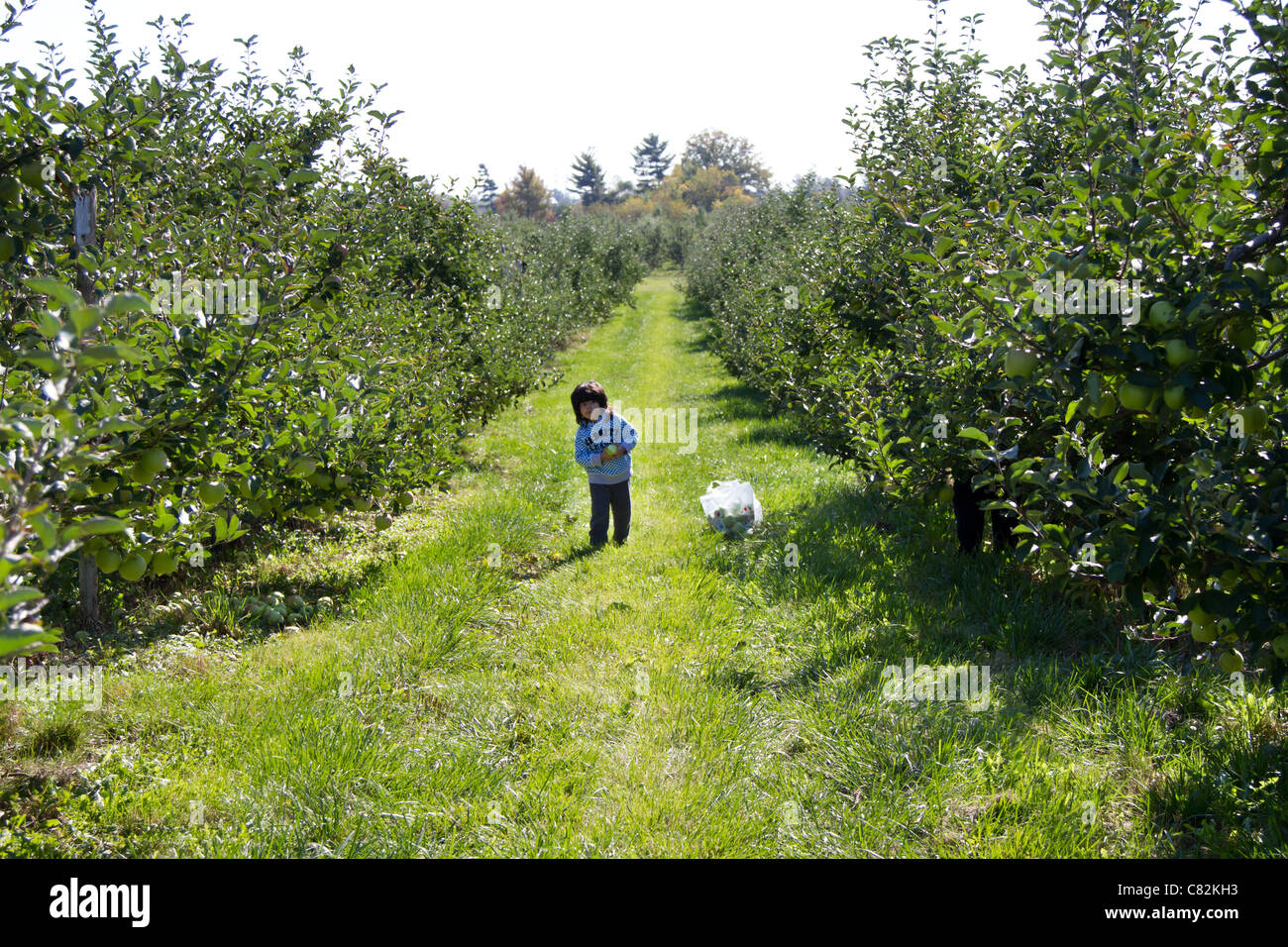 apple orchard tree sunny Stock Photo