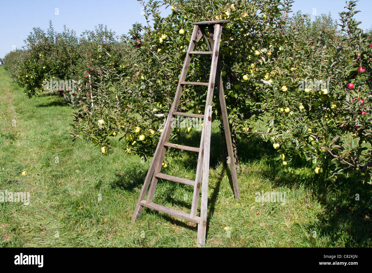 apple orchard tree ladder Stock Photo