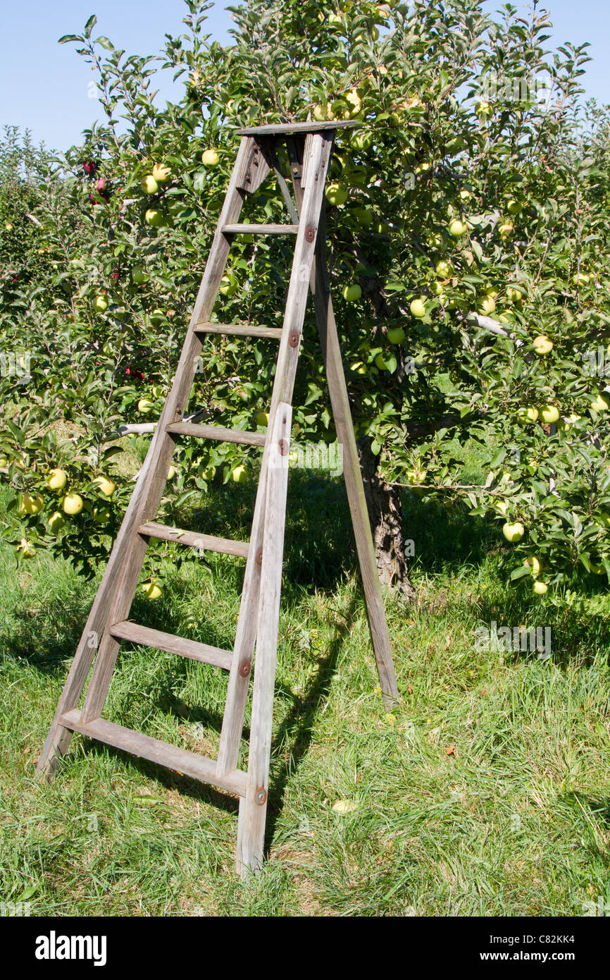 Fruit picking ladder online