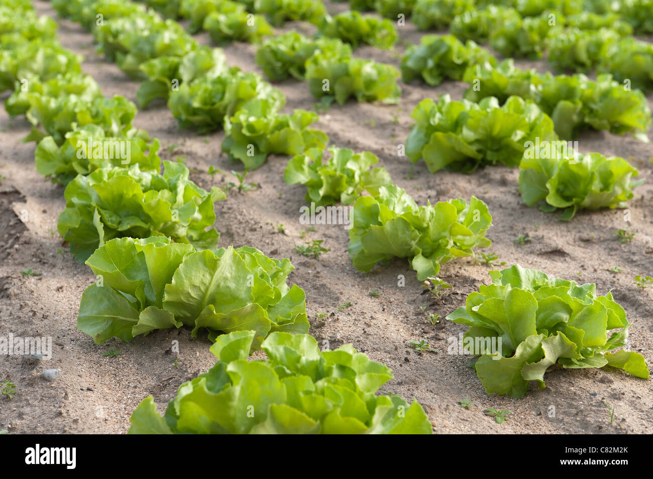 Rows of organically grown iceberg lettuce, Lactuca spp, source of