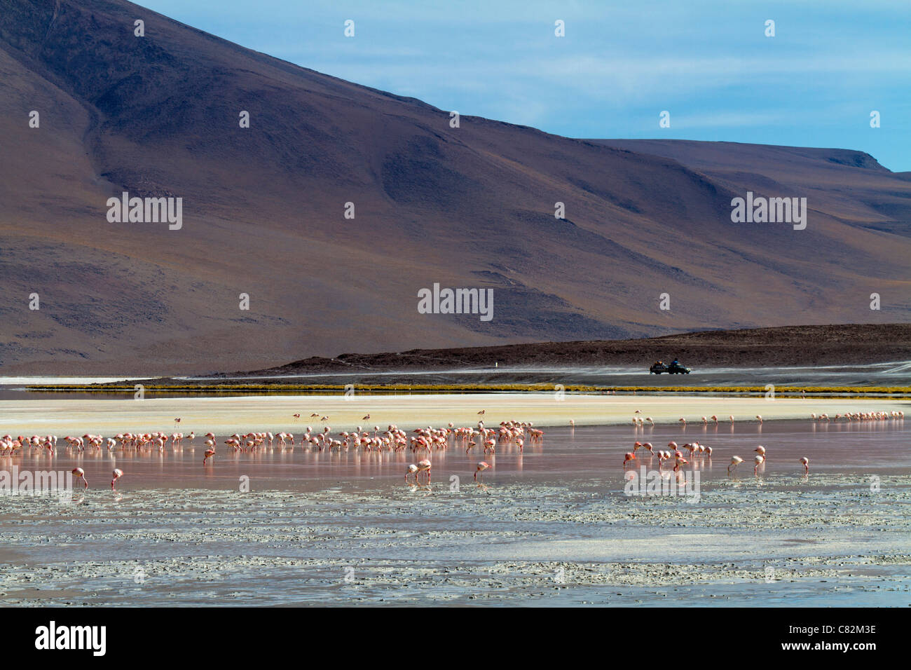 Flamingos on the Laguna Polques, Bolivia Stock Photo