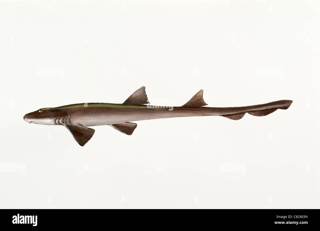 Parascyllium collare hires stock photography and images Alamy