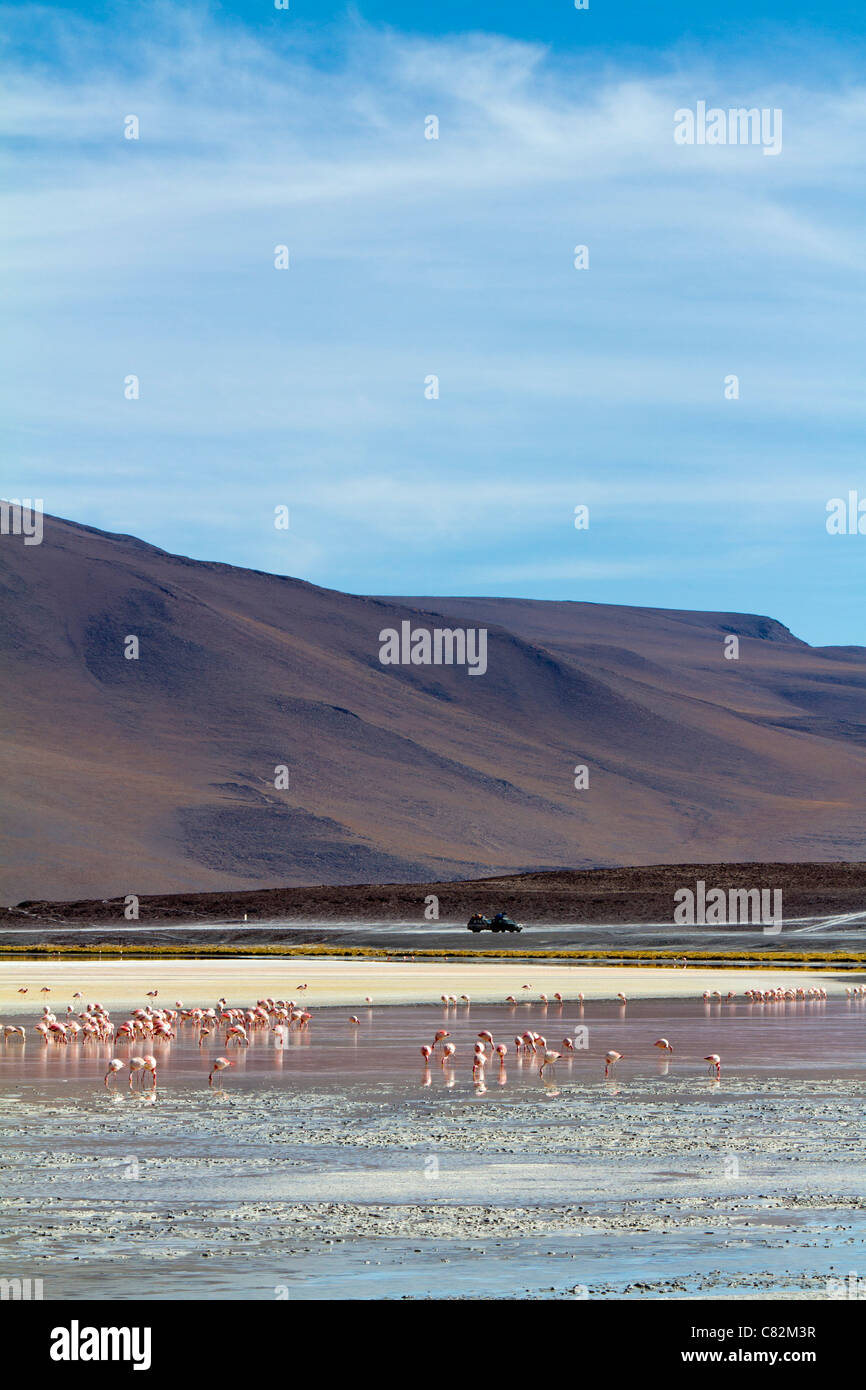 Flamingos on the Laguna Polques, Bolivia Stock Photo
