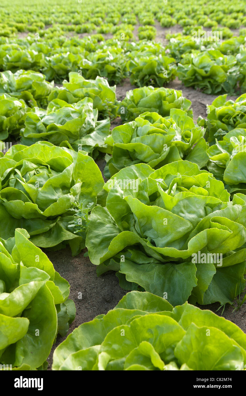 Rows of organically grown iceberg lettuce, Lactuca spp, source of vitamins esp vit K showing