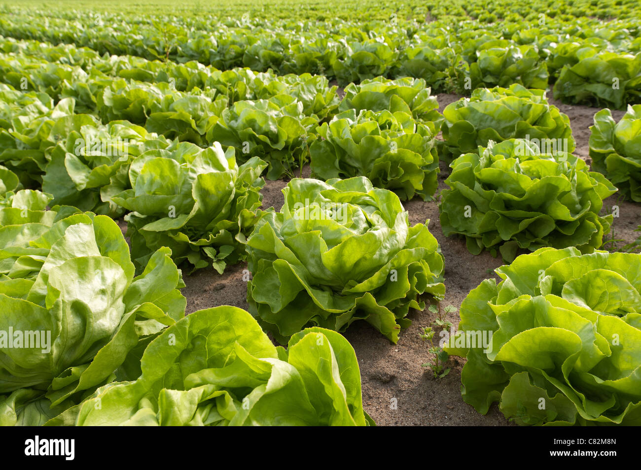 Lactuca Spp High Resolution Stock Photography and Images Alamy