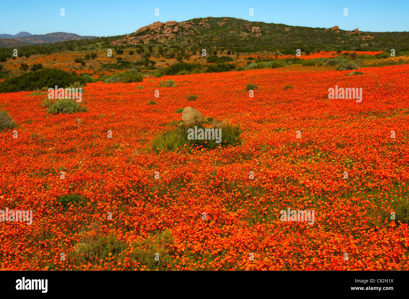 Namaqua wild flowers hires stock photography and images Alamy