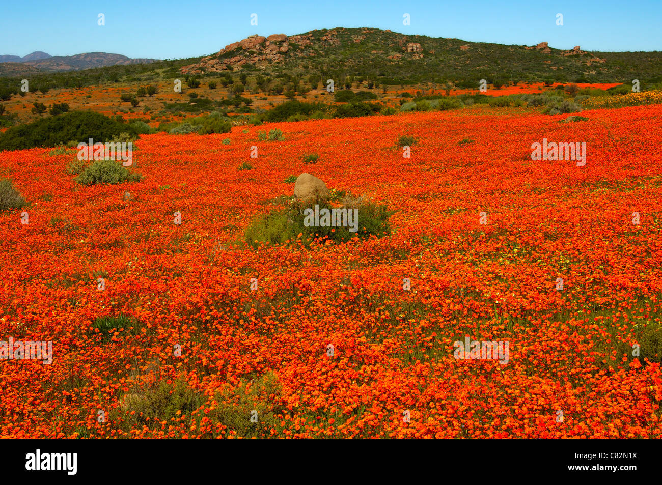 Blossoming Namaqualand Daisies in the Skilpad Wild Flower Reserve, Namaqua National Park, Namakwaland, South Africa Stock Photo