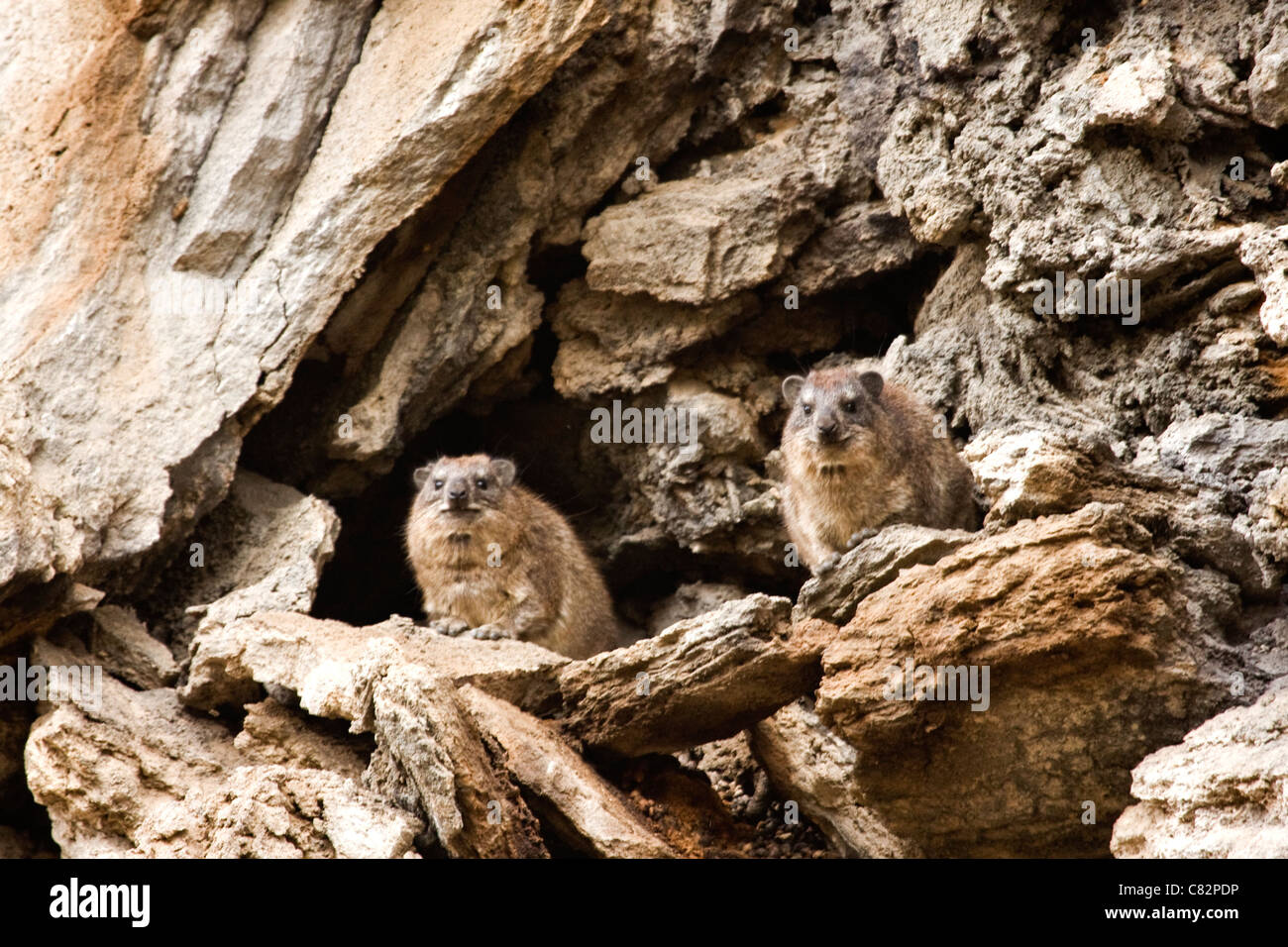 Hyrax  in Hill's gate national park , Kenya East Africa Stock Photo