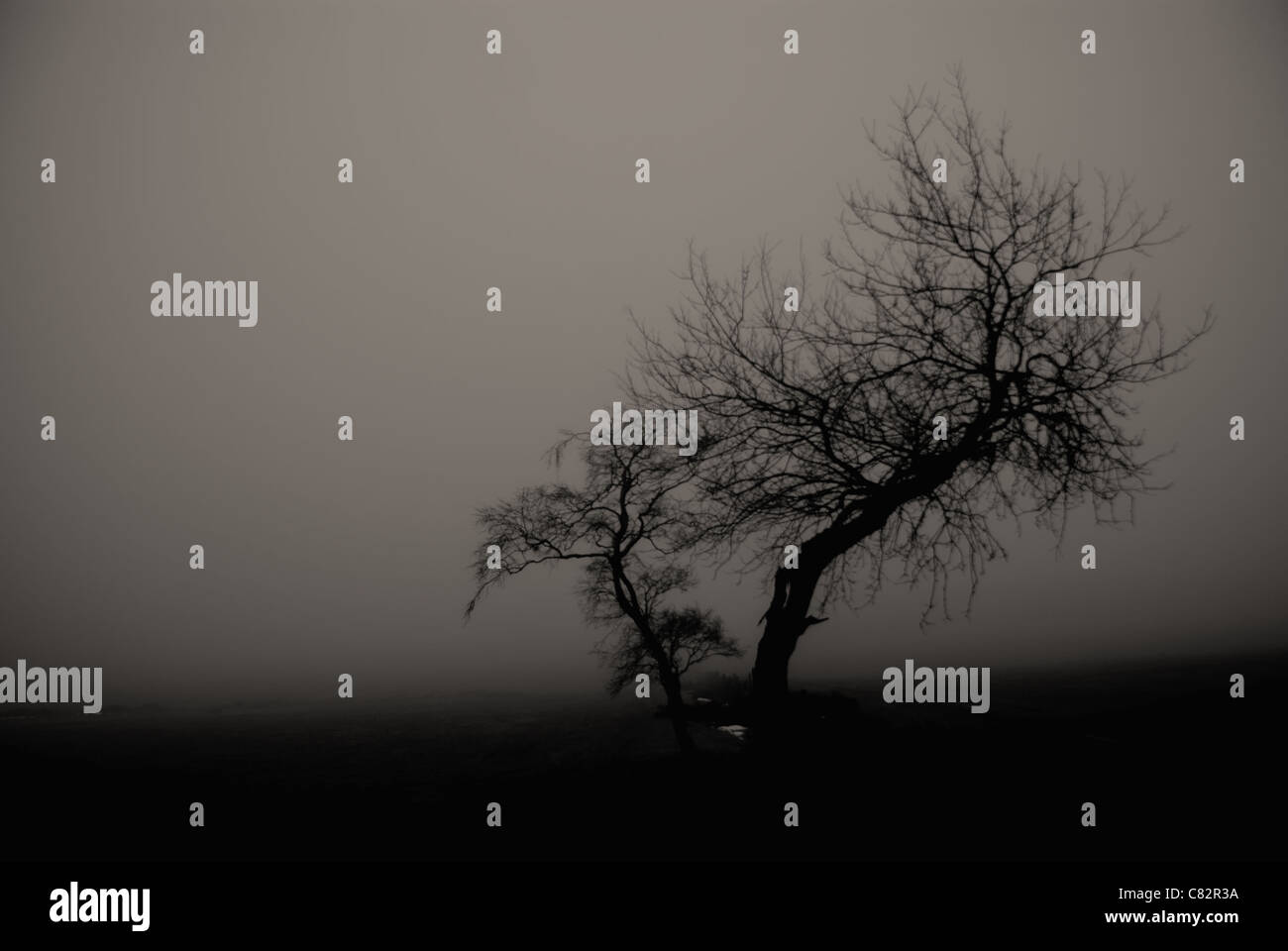 Tree in fog Stock Photo - Alamy